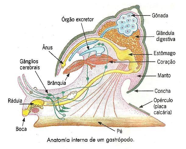 Fisiologia dos moluscos Tubo digestório completo. Digestão extracelular (ocorre no tubo digestório).