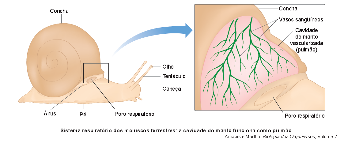 Gastrópodes + branquial Gastrópodes aquáticos Respiração Respiração tegumentar + pulmonar