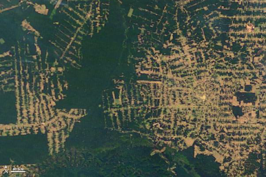 A floresta amazônica desaparece na região próxima
