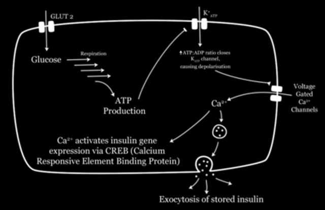 Produção e Liberação: GLUT 2 Canais de K+ Sensíveis à ATP Glicose Respiração Celular ATP/ADP fecha Canais de K+ causando despolarização Produção de ATP Ca² Canais de Ca²