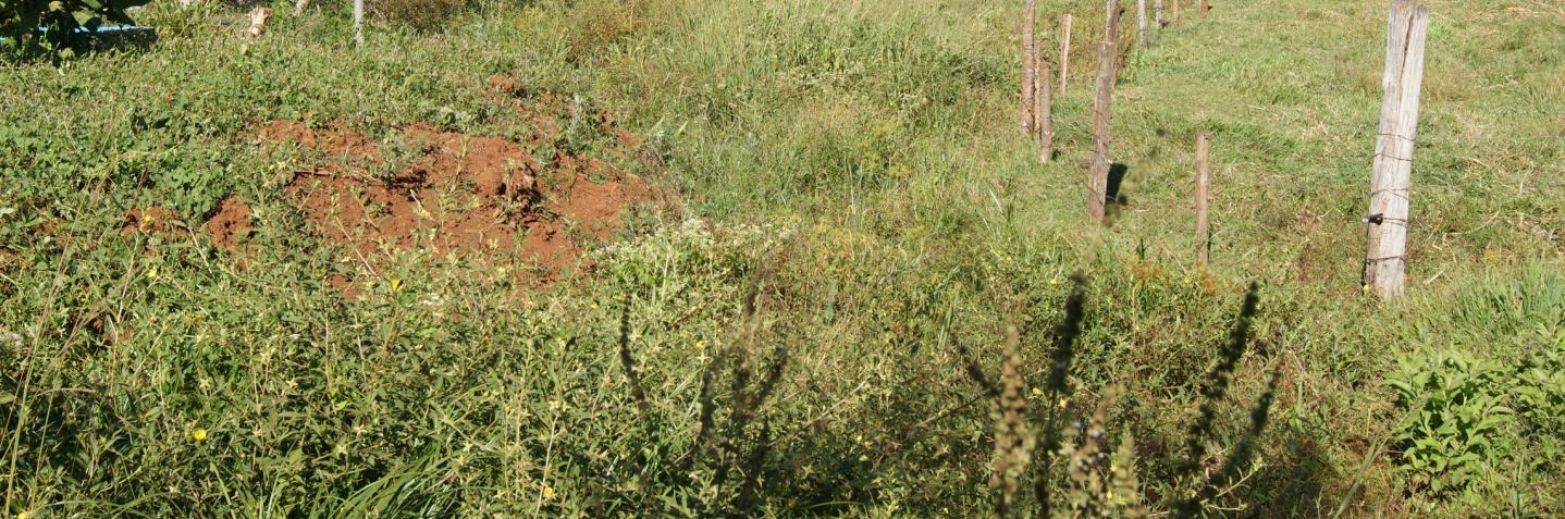 Considerações Novo Código Florestal, Adequação Ambiental e CAR Prof.