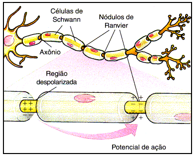 I) Neurônios Condução saltatória A bainha de mielina não é contínua e forma espaçamentos isentos de mielina,