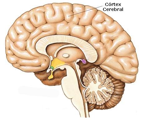3) Sistema nervoso central (SNC) I)