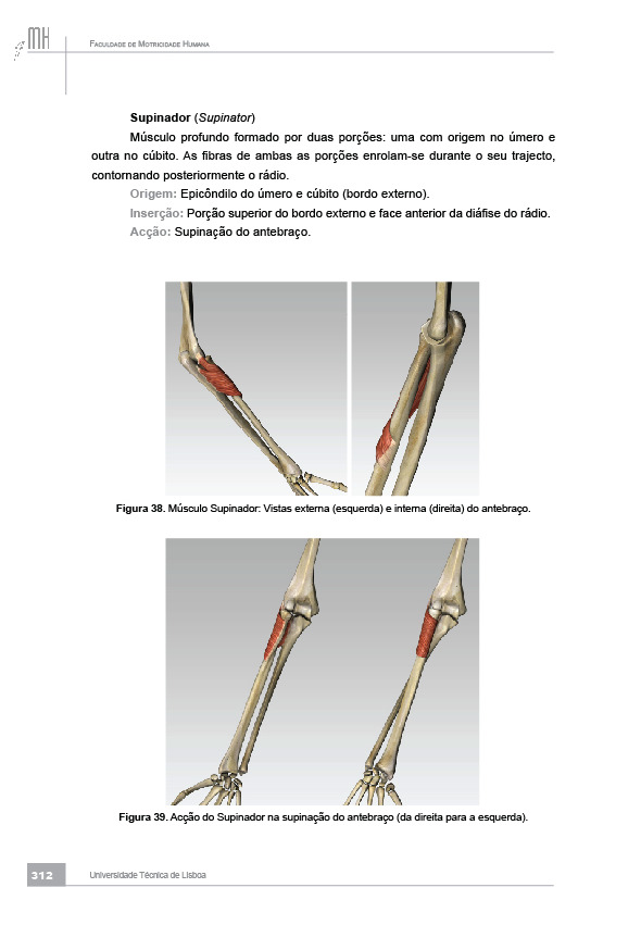 MÚSCULOS DO BRAÇO Região Posterior do Braço Tricípite Braquial (Triceps Brachii) Ancóneo (Anconaeus) MÚSCULOS DO ANTEBRAÇO Região Ântero-Interna do Antebraço Grande Palmar (Flexor Carpi Radialis)