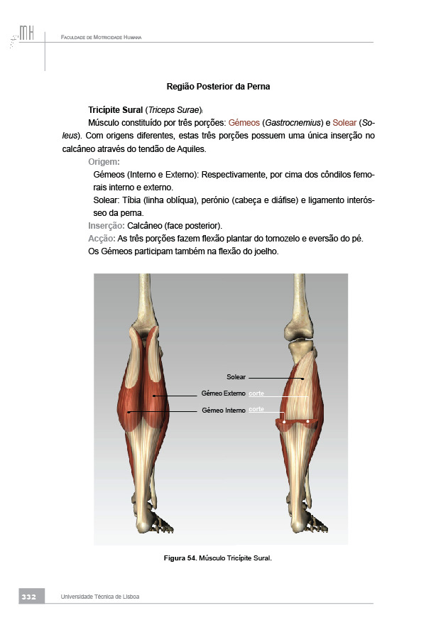 Região Posterior da Perna Tricípite Sural (Triceps Surae) Poplíteo (Popliteus) Tibial Posterior (Tibialis Posterior) Flexor