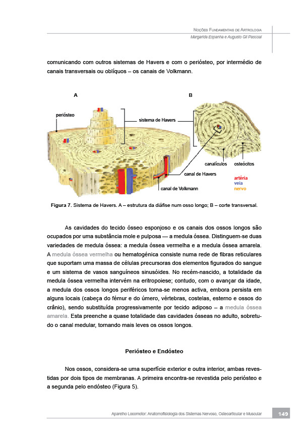 Tecido Conjuntivo Denso (ou Fibroso) Regulação metabólica do tecido conjuntivo TECIDO CARTILAGÍNEO Cartilagem Hialina Cartilagem Elástica Cartilagem Fibrosa (ou Fibrocartilagem) Regulação metabólica