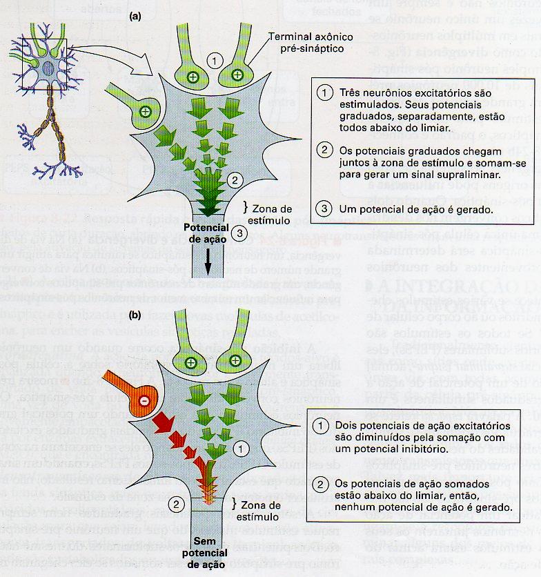 Bioeletrogênese: