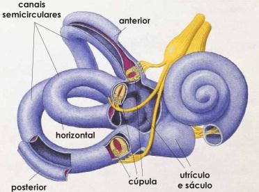 ANATOMIA E FISIOLOGIA DO LABIRINTO O labirinto ósseo é uma cavidade localizada no osso temporal, onde se encontram cinco órgãos receptores delimitados por uma membrana, constituindo o labirinto