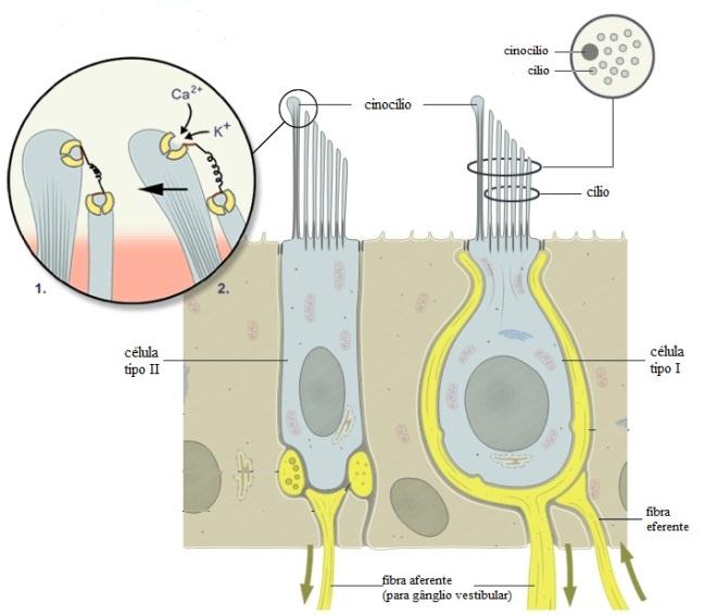 Células ciliadas Como foi mencionado anteriormente, o labirinto é um sensor de posição e de movimento e para que isso ocorra as células ciliadas são capazes de transformar o estímulo mecânico de