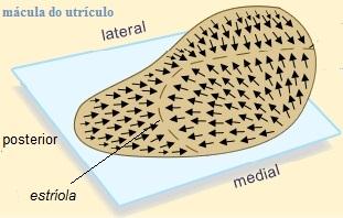 Canais semicirculares São três estruturas com formato de uma letra C com diâmetro aproximado de 8mm, dispostas ortogonalmente entre si, como se fossem três lados adjacentes de um cubo.