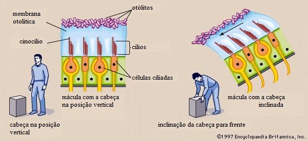 Figura 10 Deslocamento da membrana otolítica e dos otólitos e