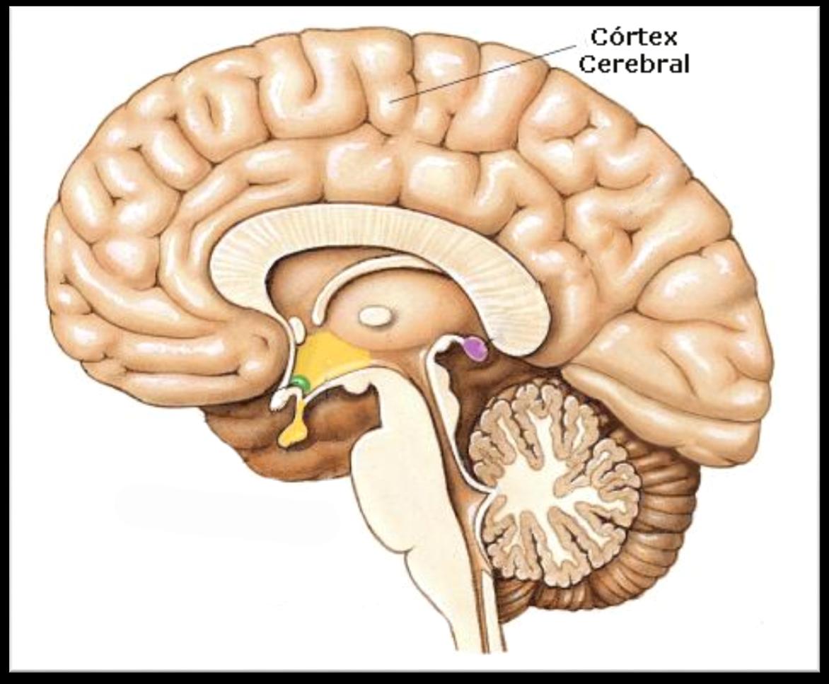a) Encéfalo Cérebro Tálamo e Hipotálamo (presentes na região inferior do cérebro) Tálamo o Reorganização dos estímulos (impulsos) nervosos o Percepção sensorial