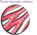 Musculatura Cardíaca Miocárdio O Miocárdio é o