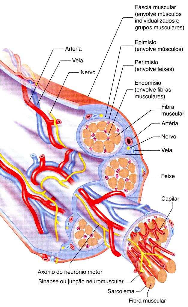 As fibras de tecido conjuntivo que envolvem os músculos e os feixes musculares estendem-se a partir do corpo do músculo, formando tendões