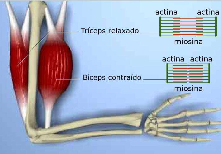 No músculo relaxado, os miofilamentos só se sobrepõem parcialmente.