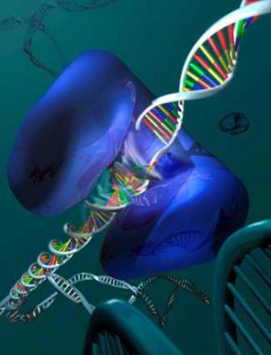 DNA E MÁQUINA DE TURING A fita sem fim de Turing têm certa analogia com a fita do nosso DNA.