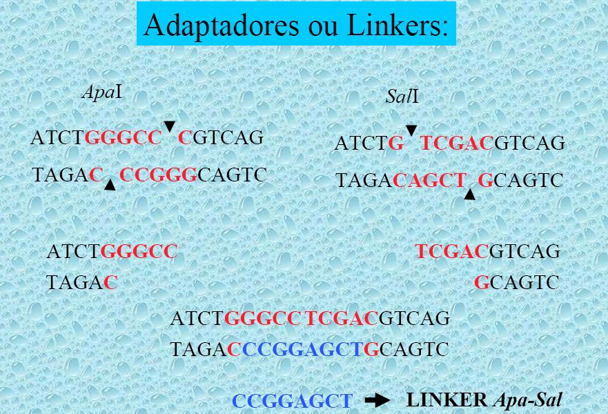 Ligase em