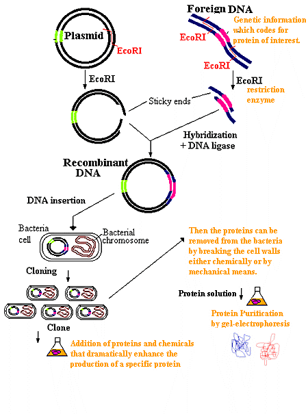 ETAPAS PARA FORMAÇÃO DE UM DNA RECOMBINANTE Enzima de restrição GERAÇÃO DE FRAGMENTOS DE DNA Ligase JUNÇÃO COM UM VETOR OU UMA MOLÉCULA CARREADORA