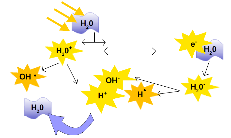 Em resumo, podemos dizer que a radiação tem a capacidade de ionizar a molécula da água água, transformando-a em diversas espécies iónicas e radicalares como demonstrado na Figura 5.