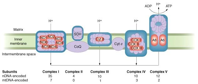 Genoma Mitocondrial Algumas das proteínas: ~ fosforilação oxidativa trna, rrnas, algumas proteinas: ~ síntese de proteinas mitocondriais (maioria dos genes são codificados no núcleo) Genes nucleares