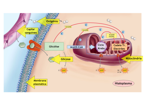 Figura 3. Representação esquemática do processo de respiração celular que ocorre nas mitocôndrias 3.