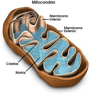 Sobre as cristas mitocondriais existem enzimas respiratórias e uma molécula transportadora de energia, o ATP (trifosfato de adenosina).