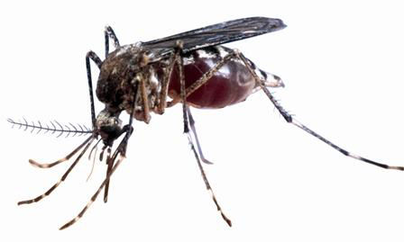 PERNILONGOS Culex spp., Aedes spp. MÉTODOS ALTERNATIVOS DE CONTROLE QUÍMICO Pulverize diretamente sobre os pernilongos ou sobre suas larvas solução contendo: 1.