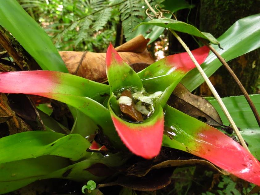 Biodiversidade da RN Rio Cachoeira 159 espécies de epífitos vasculares (Petean