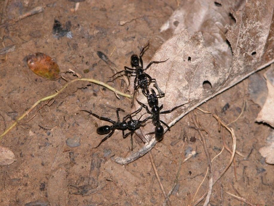Biodiversidade da RN Rio Cachoeira 99 espécies de formigas (Bihn et al.