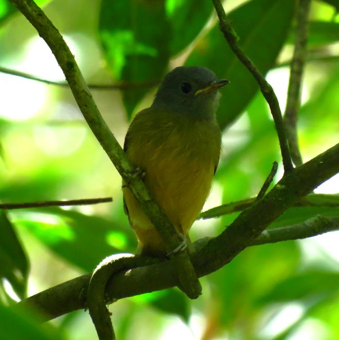 Biodiversidade da RN Rio Cachoeira 183 espécies de aves (Boçon 2010, Machado