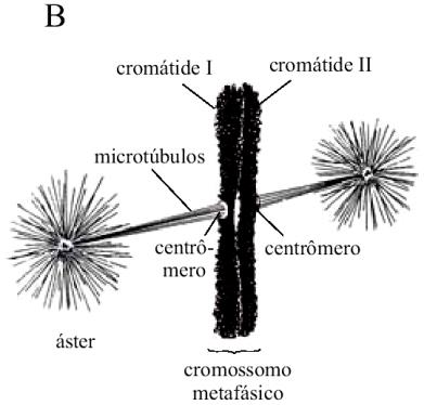 Ocorre a permutação ou crossing over. II. Os cromossomos homólogos começam a se afastar um do outro. III. Cromossomos duplicados iniciam sua condensação por enovelamento e dobras. IV.