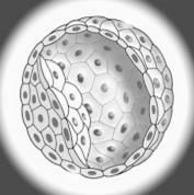 citoplasma. É o ovo da maioria dos artrópodes (insetos e outros) 2.2 Segmentação ou clivagem O objetivo dessa fase é elaborar células embrionárias.