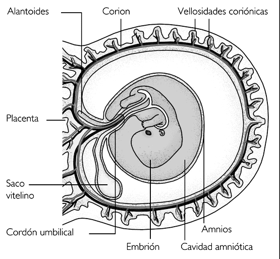 6. Organogênese Durante a organogênese ocorre a divisão e especialização das células embrionárias.