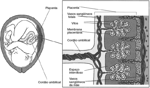 2.2 Funcionamento A ligação entre a mãe e o feto se dá por meio da placenta, todas as trocas ocorrem por esse meio.