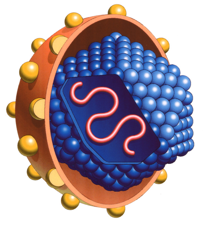 HEPATITE C O vírus Envelope Core