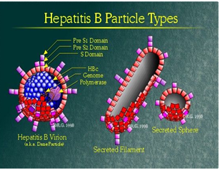 HEPATITE B Antígenos HBsAg HBcAg (hepatócitos) HBeAg