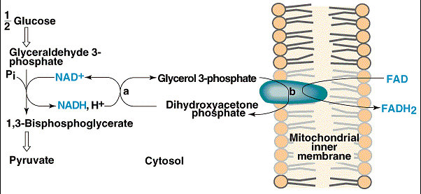 Rendimento da Oxidação da Glicose I) Glicose a piruvatos II) piruvatos a acetil CoA III) acetil CoA no ciclo do ácido cítricoc IV) NADH e FADH na CTE e FO Etapas Coenzimas produzidas Fosforilação no