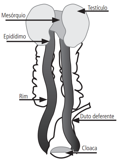 Figura 3. Aparelho reprodutor masculino Figura 3. Aparelho reprodutor feminino. No macho nota-se a inexistência de um pênis verdadeiro.