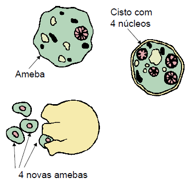 DOENÇAS CAUSADAS POR PROTOZOÁRIOS DISENTERIA AMEBIANA OU AMEBÍASE Causada por ameba. Ingerindo água ou alimentos contaminados com os cistos (células resistentes) da ameba.