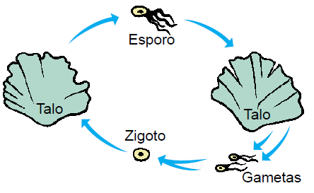 REPRODUÇÃO DAS ALGAS As algas podem se reproduzir de forma assexuada ou sexuada. A reprodução assexuada fragmentação ou esporos.