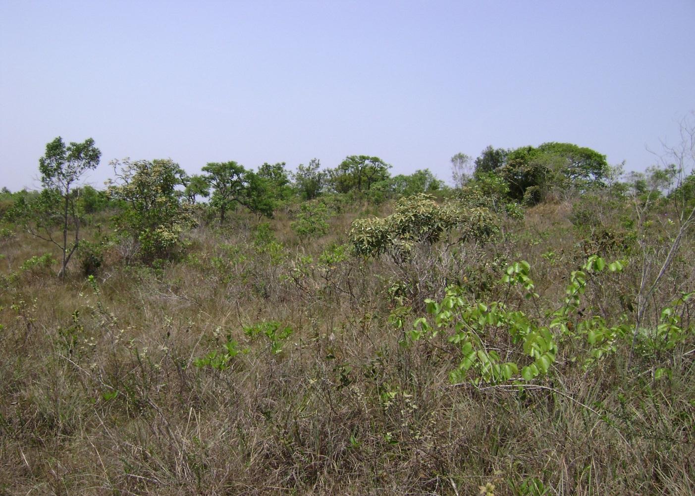 Vegetação do Cerrado longo desenvolvimento evolutivo e