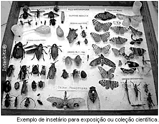 d) Sua força e rapidez no voo são decorrentes da respiração do tipo traqueal.