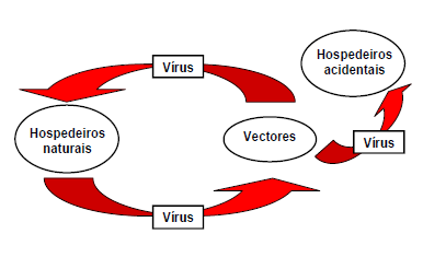 Na Figura 1 encontram-se representadas as relações entre os principais artrópodes vetores com interesse em medicina humana e veterinária (arbovírus).
