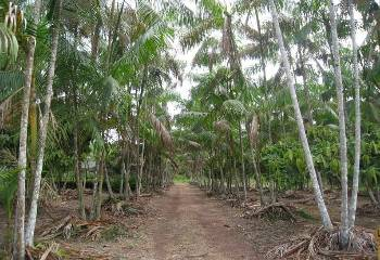 Plantaçã de Grande Escala (atividade incipiente) O recente desenvlviment da cultura d açaí permite cultiv da palma em larga escala.