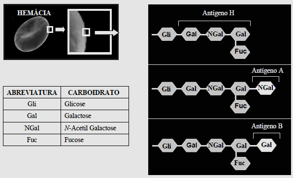 25 Um esquema útil para se estudar a determinação antigênica do sistema ABO e compreender o Falso O A composição de carboidratos no glicocálice de hemácias, mostrado no esquema abaixo, representam