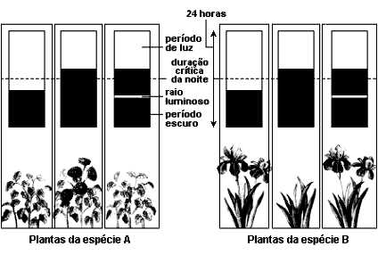 Com base no experimento acima, pergunta-se: d) Que órgão da planta foi o responsável pela percepção do estímulo para a floração?