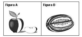 Já no experimento II, plantas de duas outras espécies foram também submetidas a períodos de exposição à luz (ilustrados em branco) e ao escuro (destacados em preto).