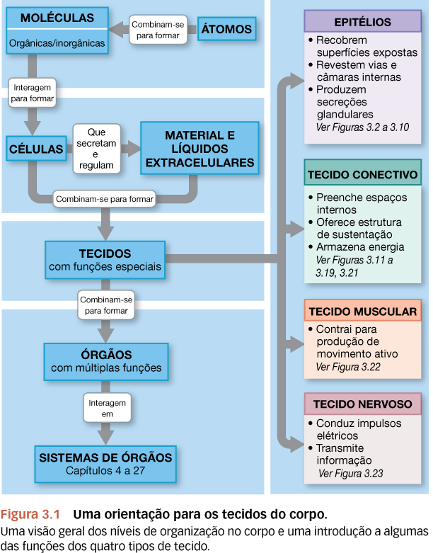 6 - VISÃO GERAL DOS TECIDOS CORPÓREOS: CÉLULAS E MATRIZ