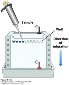 Tratamento da amostra (SDS + - mercaptoetanol) 100 C/5 min Coloração Descoloração Determinação da massa molecular