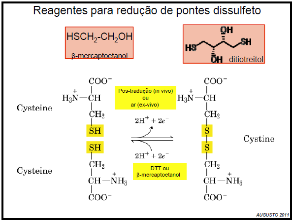 SDS-PAGE não redutor e redutor Eletroforese Não-Desnaturante (Nativa) Separação por carga, peso molecular e forma Desnaturante (SDS-PAGE) Separação por peso molecular Não-Redutora